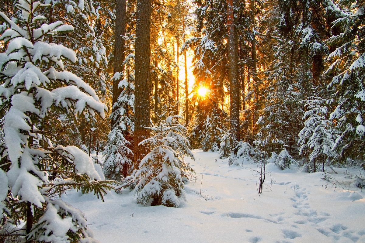 Зимний лес — лучшее для своего дома! - компания Свой Сруб